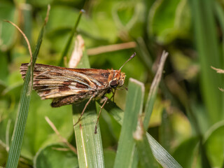 Hylephila fasciolata, hesperia de pasto, saltarina amarilla