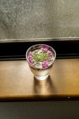 窓辺のコップの水に浮かべたサクラソウ