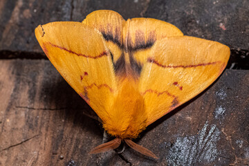 Mariposa Ojitos del Sur, Adetomeris erythrops, 
Satúrnido, mariposa nocturna