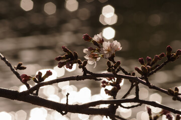 桜の花と蕾