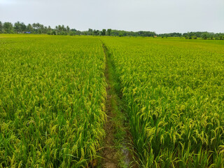 Fototapeta na wymiar Sawah or Rice field at South Banten, Banten Province , Indonesia.