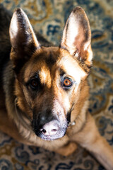 Portrait of a young German Shepherd in beautiful daylight. Purebred shepherd girl lies at home in the sun. Dog with big funny ears looks seriously at the camera. High quality photo