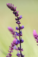 Violet inflorescences on tall stalks of sage (Salvia) in a field