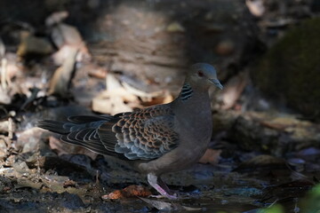 turtle dove in the forest