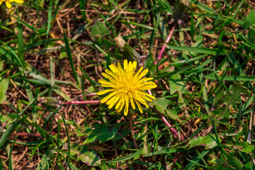 Beautiful golden flower/ yellow daisy on green grass