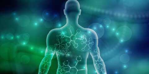 2d illustration Human Male Muscle Body