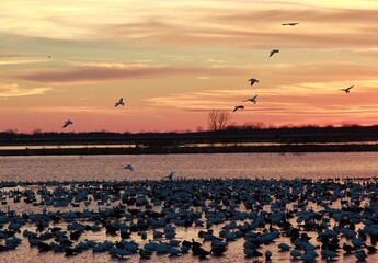 Loess Bluffs National Wildlife refuge during the winter water fowl migration at sunset. 