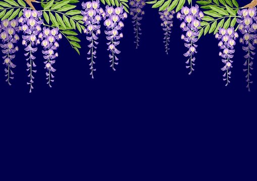 藤の花 Images Browse 5 180 Stock Photos Vectors And Video Adobe Stock