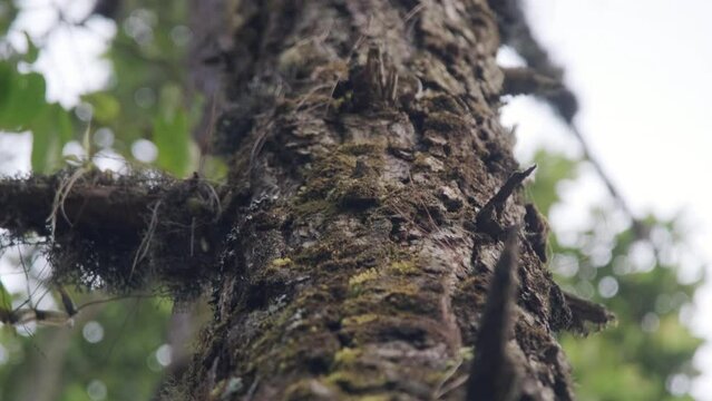 Fern, moss on tree plant in tropical rain forest in Kew Mae Pan nature trail in Doi Inthanon Nature Park, Chiang Mai, Thailand. view from bottom up