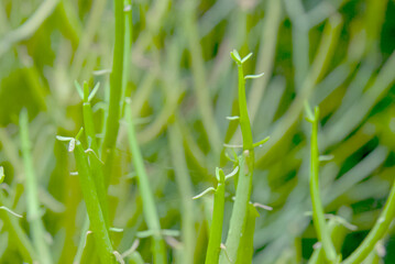 Indian tree spurge