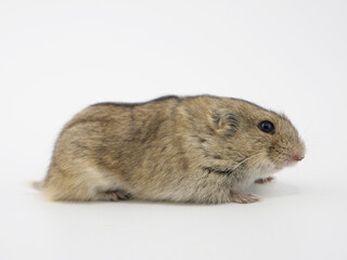 横から見たステップレミング