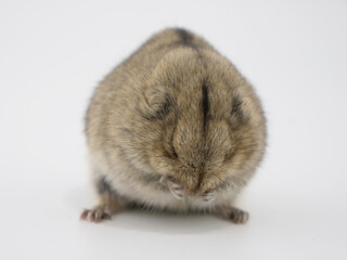 口をおさえているようなステップレミング