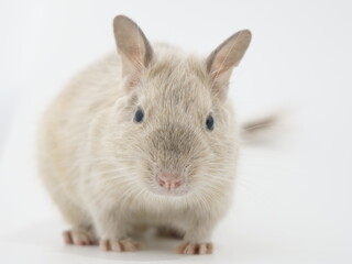 カメラを見つめるデグー