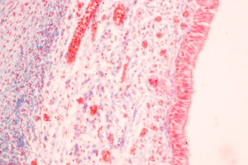 Tooth development from human under microscope view for education.
