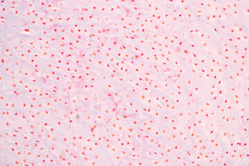 Tooth development from human under microscope view for education.
