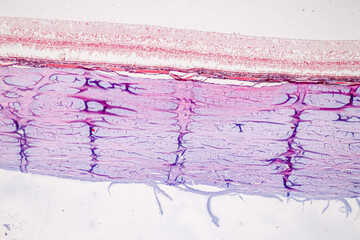 Retina human under microscope view for education.
