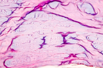 Retina human under microscope view for education.
