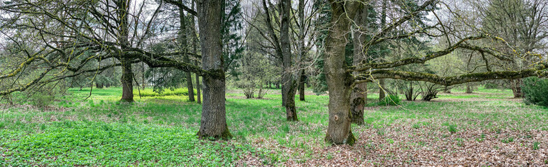 city park panoramic view in spring day. old beech trees branches covered with moss.