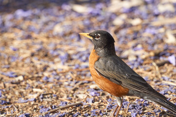 close up of bird with defocused background