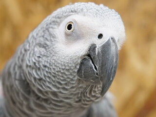 ヨウムのクローズアップ写真