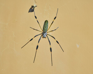 Nephila spider known as golden silk spider due to the color of its web against sunlight