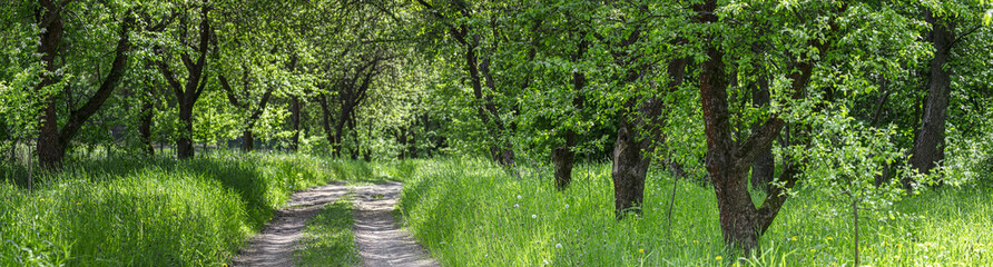 pathway through old apple orchard. summer panorama in sunny day.