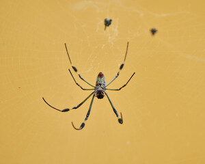 Nephila spider known as golden silk spider due to the color of its web against sunlight