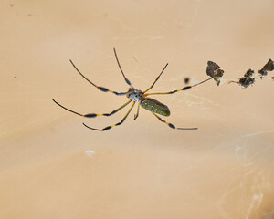 Nephila spider known as golden silk spider due to the color of its web against sunlight