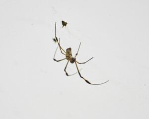 Nephila spider known as golden silk spider due to the color of its web against sunlight