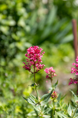 Pink inflorescence of small flowers on the stem Valerian red, or Centranthus, Valerian ornamental (Centranthus ruber)