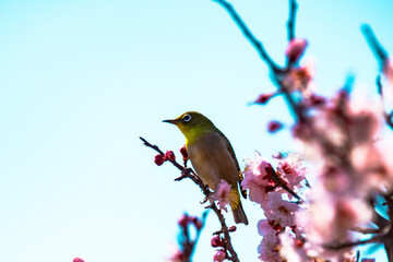 南立石のメジロ