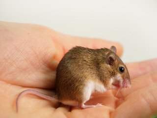 手の上に乗るアフリカンピグミーマウス