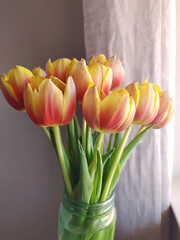 Tulips by the window