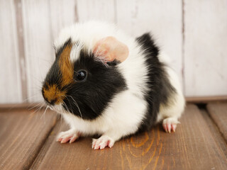 アビシニアンモルモットの子ども