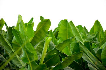 Fototapeta premium fresh Banana leave green isolated on white background.