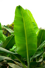 fresh Banana leaf green background. © Kiran