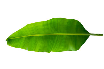 Obraz premium fresh Banana leave green isolated on white background.