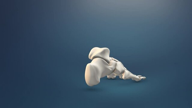 Close up of human foot bone medical background
