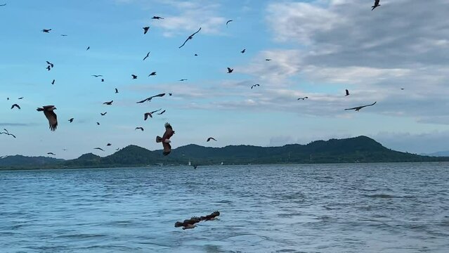 Red hawk swooping down to eat fish in the sea at Thale Waek, Chanthaburi Province, Thailand.