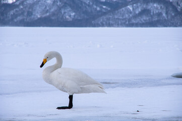 氷に覆われた白い湖面に佇む一羽の白鳥。冬の北海道の屈斜路湖で。