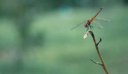 Dragonfly wildlife macro photography with empty space, bokeh background. Insect outdoor closeup golden dragonfly , transparent wings. Bug on green leaf in summer spring background view. No people.