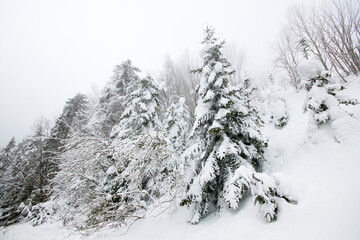 Pine trees in the forest with snow in winter landscape, Golcuk - Bolu - Turkey