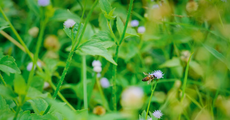 Bee insect fly on blooming flower field, pollination in springtime. Pollen plant natural way in summer. Background nature wild, beauty fresh flora green leaf outdoor grass. No people. 