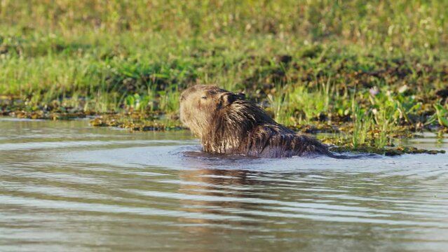 Wild capybara, hydrochoerus hydrochaeris with wet fur, swimming in a  swampy lake, shivering and shaking off the water in slow motion at ibera wetlands, Argentina. Handheld shot.