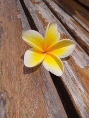 frangipani flowers on a wooden background