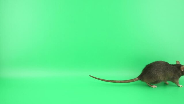 キョロキョロしながら歩いているラット