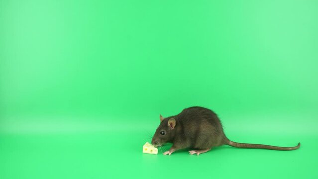 手を使わずにチーズを食べようとするネズミ
