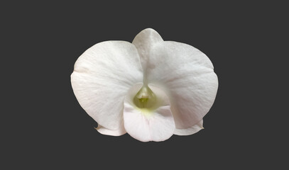 Fototapeta na wymiar isolated white vanda orchid flower with clipping paths.