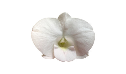 isolated white vanda orchid flower with clipping paths.