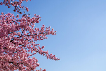 澄んだ青空と満開の河津桜